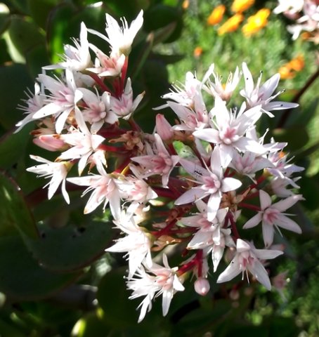 Crassula ovata flowers